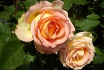 Роза "Джалита" (Rose Jalitah)
