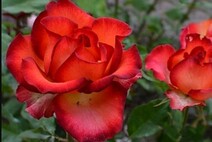 Роза "Легенда" (Rose Legend)