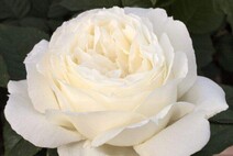 Роза "Ломоносов" (Rose Lomonosov)