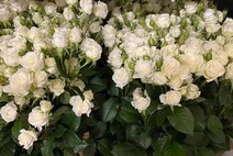 Роза "Сноуфлейк"
