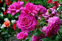 Роза "Сурир де Перигё" (Rose Sourire de Perigueux)