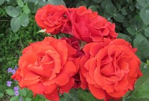 Роза "Эль Торо" (Rose El Toro)