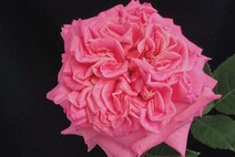 Роза "Эшли" (Rose Ashley)
