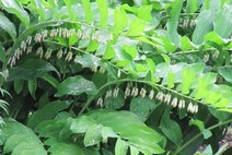 Купена многоцветковая