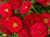 Роза "Ален" (Rose_Alain)