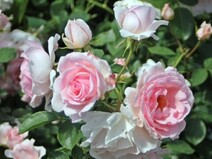Роза "Баллада" (Rose Ballade)