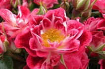 Роза "Вандефул Ньюс" (Rose Wonderful News)
