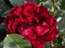 Роза "Изабель Ренессанс" (Rose Isabelle Renaissance)