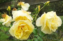 Роза "Казино" (Rose Casino)