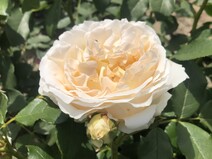 Роза "Космос" (Rose Kosmos)