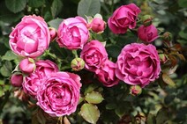 Роза "Мисти Баблз" (Rose Misty Bubbles)