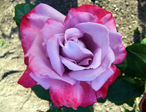 Роза "Парадайз" (Rose Paradise)