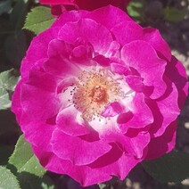 Роза "Торонто" (Rose Toronto)