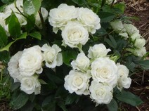 Роза "Уайт Букет" (Rose White Bouquet)