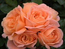 Роза "Атлантик Стар" (Rose Atlantic Star)