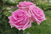 Роза "Аква" (Rose Aqua)
