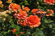 Роза "Алегрия" (Rose Alegria)