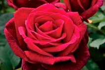 Роза "Алмаатинская" (Rose Almaаtinka)