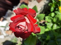 Роза "Амазонка" (Rose Amazonka)