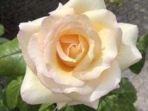 Роза "Анастасия" (Rose Anastasia)