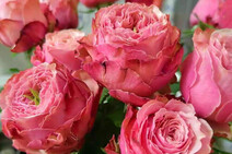 Роза "Белиз" (Rose Belize)