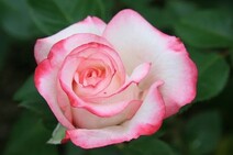 Роза "Белла Вита" (Rose Bella Vita)