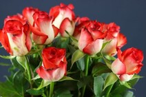 Роза "Блаш" (Rose Blush)