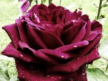 Роза "Блэк Принс" (Rose Black Prince)