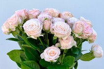 Роза "Бомбастик" (Rose