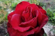 Роза "Гладиатор" (Rose Gladiator)