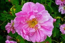 Роза дамасская (Rosa damascena)
