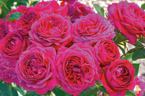 Роза "Домен де Сан Жан де Берегар" (Rose Domaine de St Jean de Beauregard)