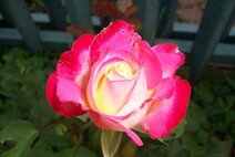 Роза "Дуэт" (Rose Duett)