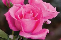 Роза "Европа" (Rose Europa)
