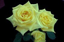 Роза "Еллоу Айленд" (Rose Yellow_Island)