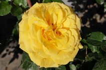 Роза "Еллоу Саммер" (Rose Yellow Summer)