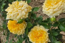 Роза "Жоэль Маруани" (Rose Joelle Marouani)