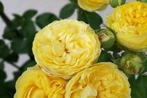 Роза "Каталина" (Rose Catalina)
