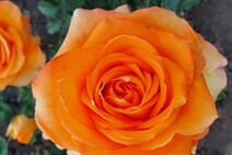 Роза "Кинг'з Дей" (Rose King's_Day)