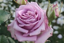 Роза "Кул Вотер" (Rose Cool Water)