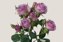 Роза "Лавендер Иришка" (Rose Lavender Irishka)