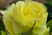 Роза "Лимбо" (Rose Limbo)