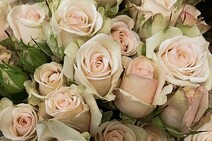 Роза "Олеся" (Rose Olesia)