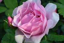 Роза "Пинк Пилар" (Rose Pink Pillar)