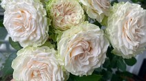 Роза "Порселен Лейс" (Rose Porcelain Lace)
