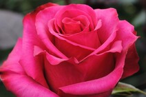 Роза "Равель" (Rose Ravel)