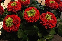 Роза "Ред Ай" (Rose Red Eye)