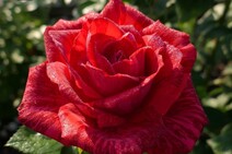 Роза "Ред Интуишн" (Rose Red Intuition)