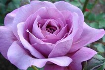 Роза "Россион" (Rose Rossion)