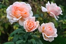 Роза "Роял Бьюти" (Rose Royal Beauty)